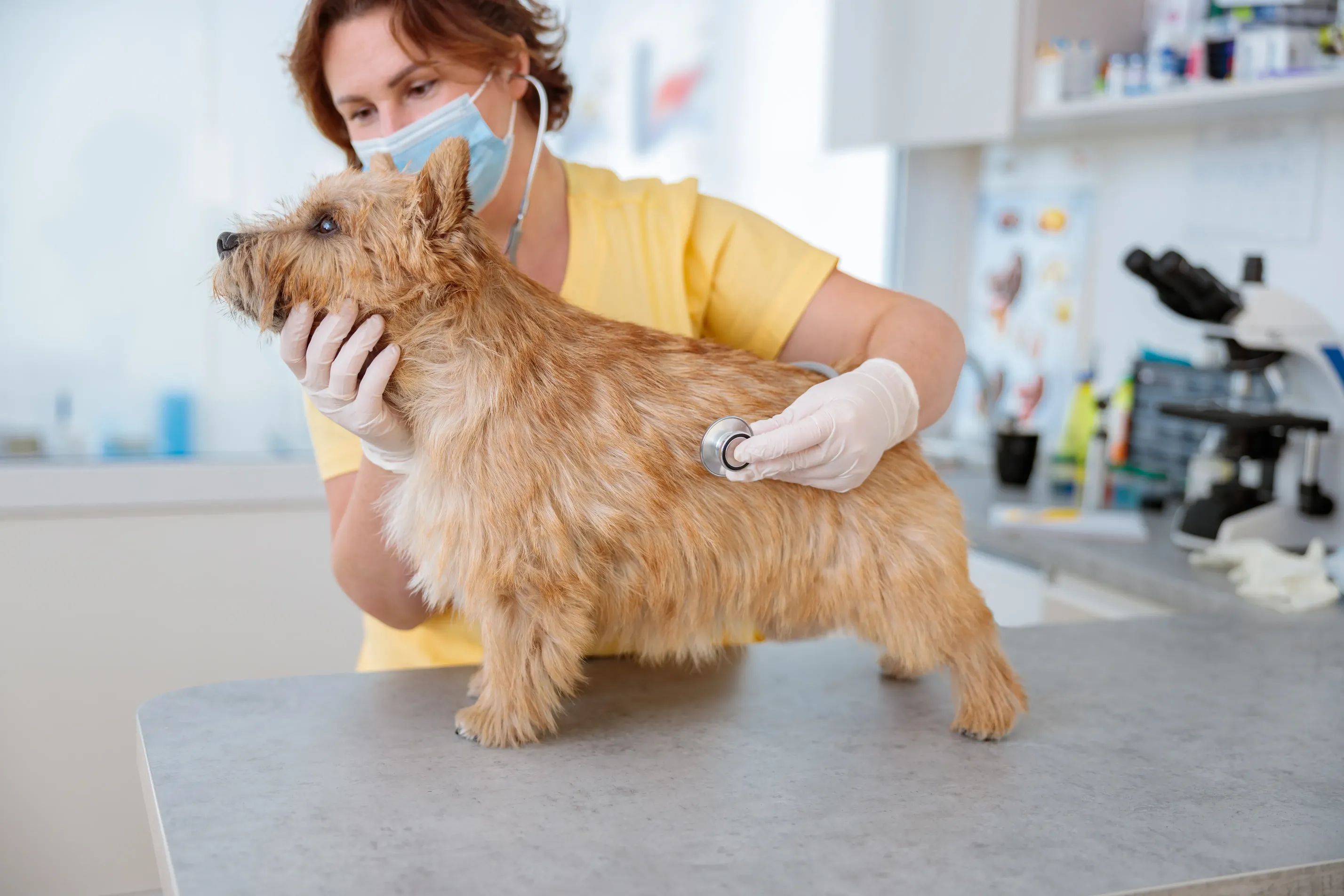 Perrito recibiendo atención clínica mientras realizan estudios para diagnosticar enfermedades respiratorias en perros.  